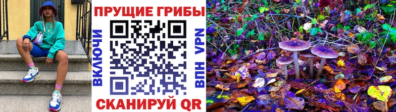Псилоцибиновые грибы Psilocybine cubensis  Ухта 